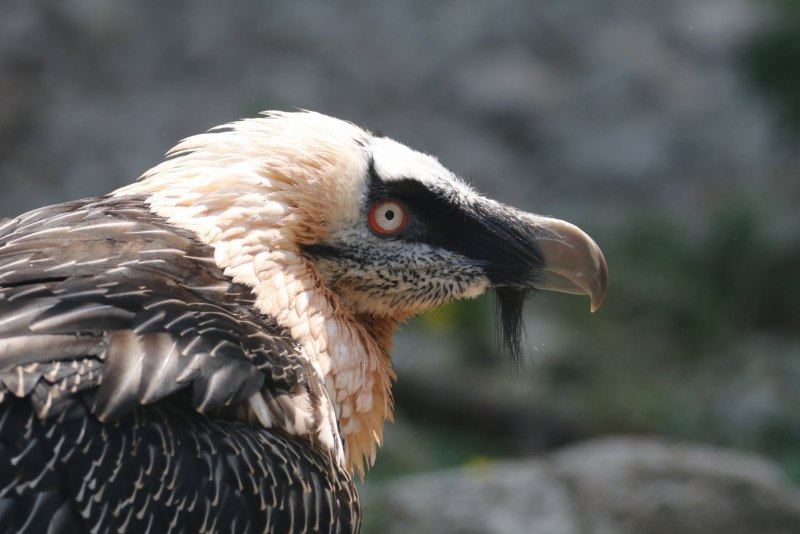 Lappet faced Vulture