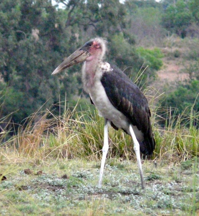 Vulture фото
