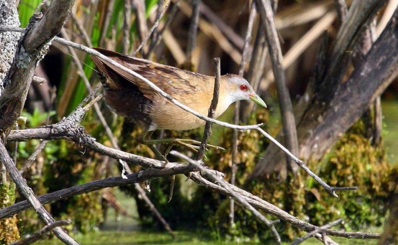 Rallus Limicola