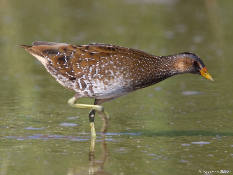 Ballion's Crake