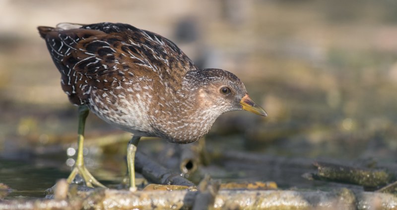 Porzana pusilla
