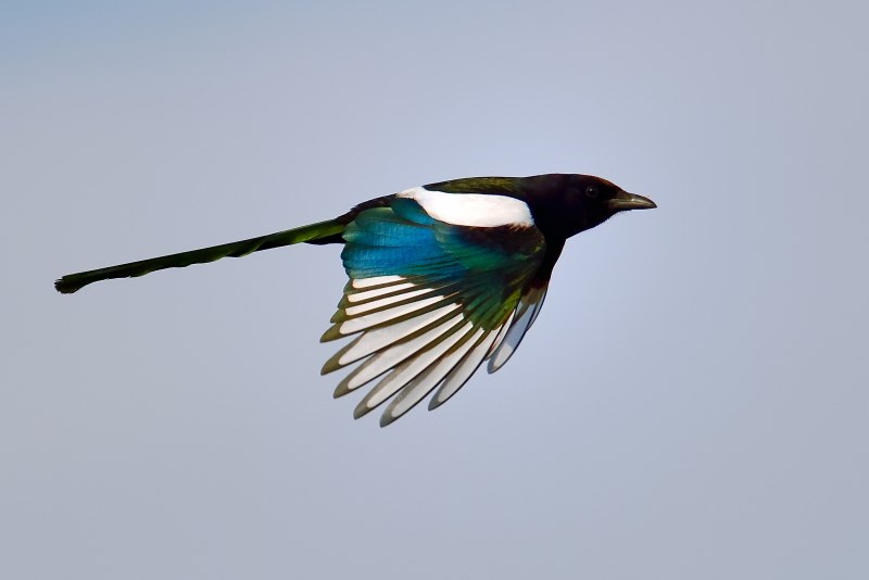 Magpie - сорока