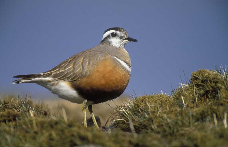 Eudromias morinellus