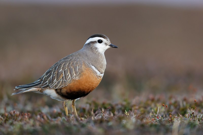 Хрустан Eudromias morinellus