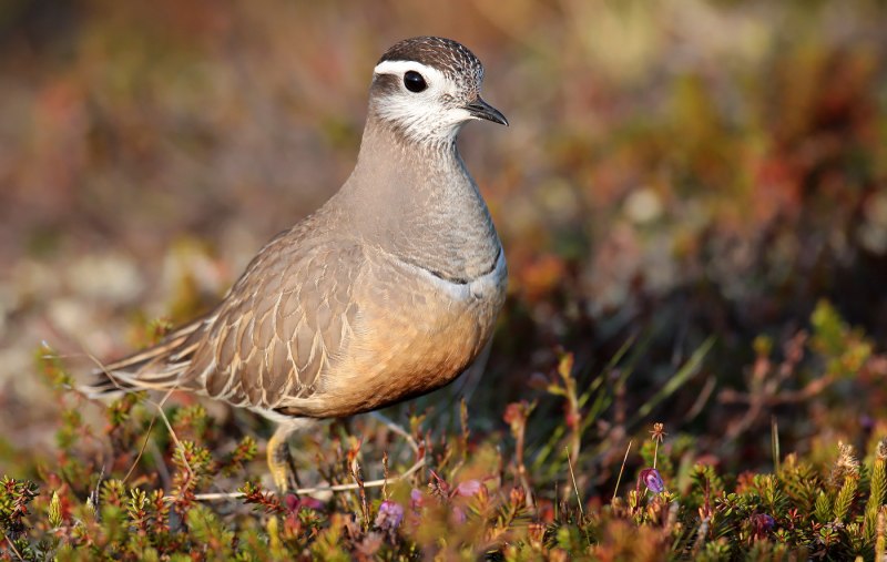 Хрустан Eudromias morinellus