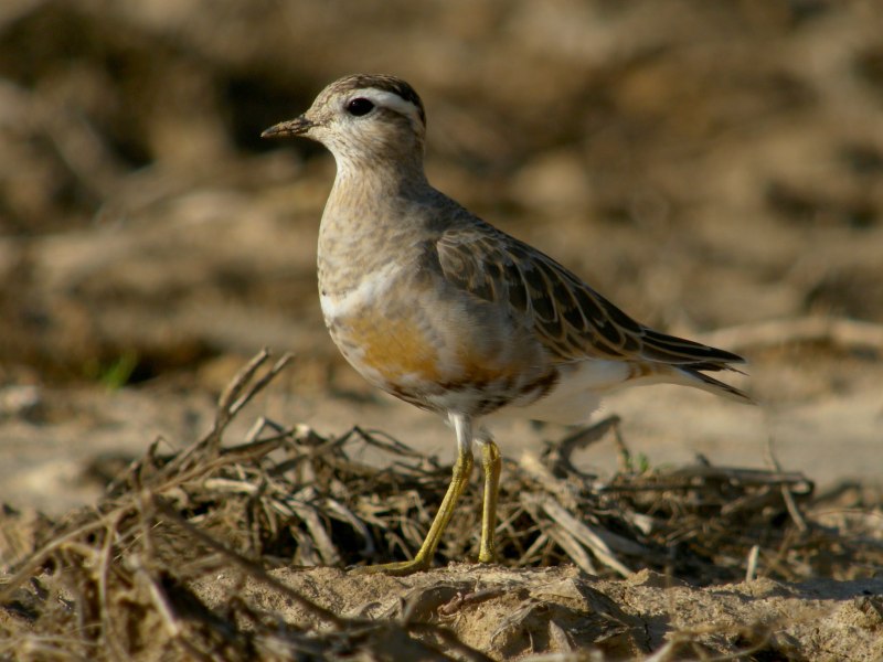 Хрустан (Charadrius morinellus)
