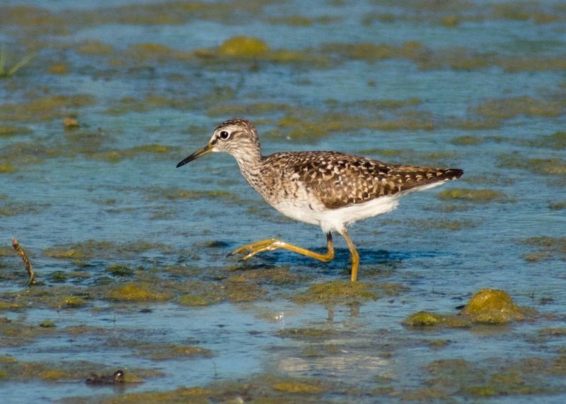 Хрустан Eudromias morinellus