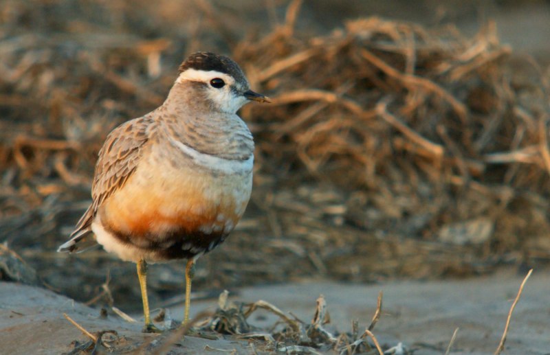 Calidris canutus