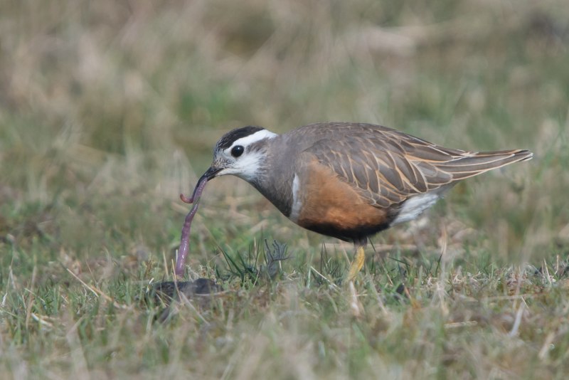 Charadrius morinellus
