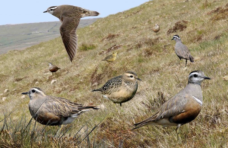 Хрустан (Charadrius morinellus)