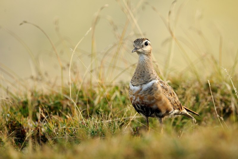 Charadrius Obscurus)