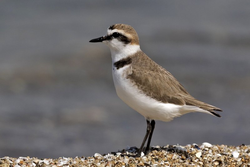 Grey Plover