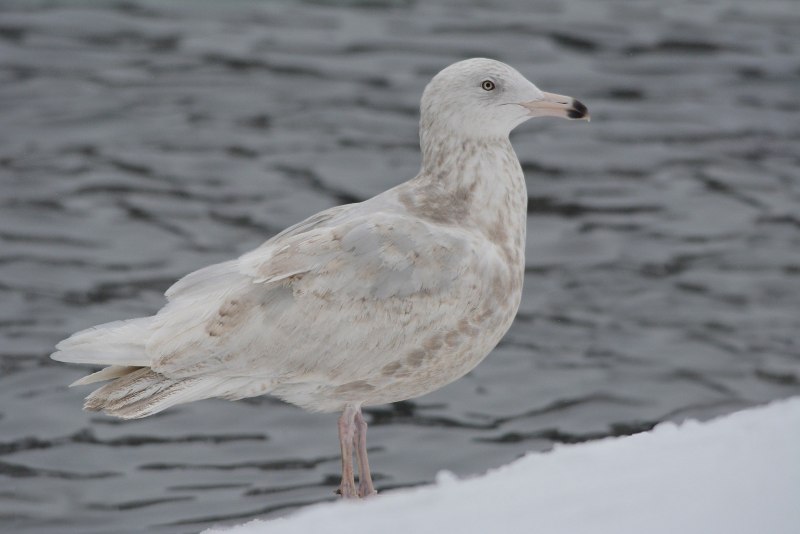 Бургомистр (Larus hyperboreus)