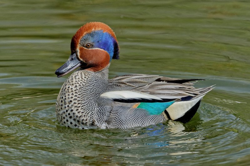 Teal чирок
