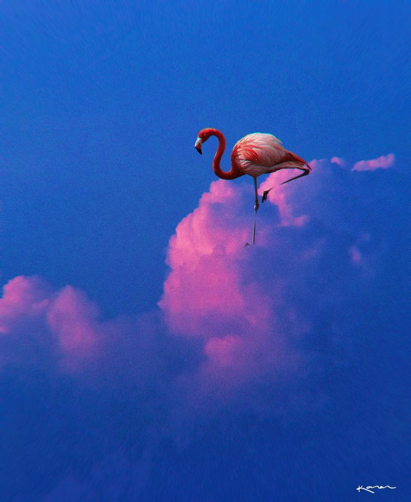 Фламинго розового на закате (43 фото)