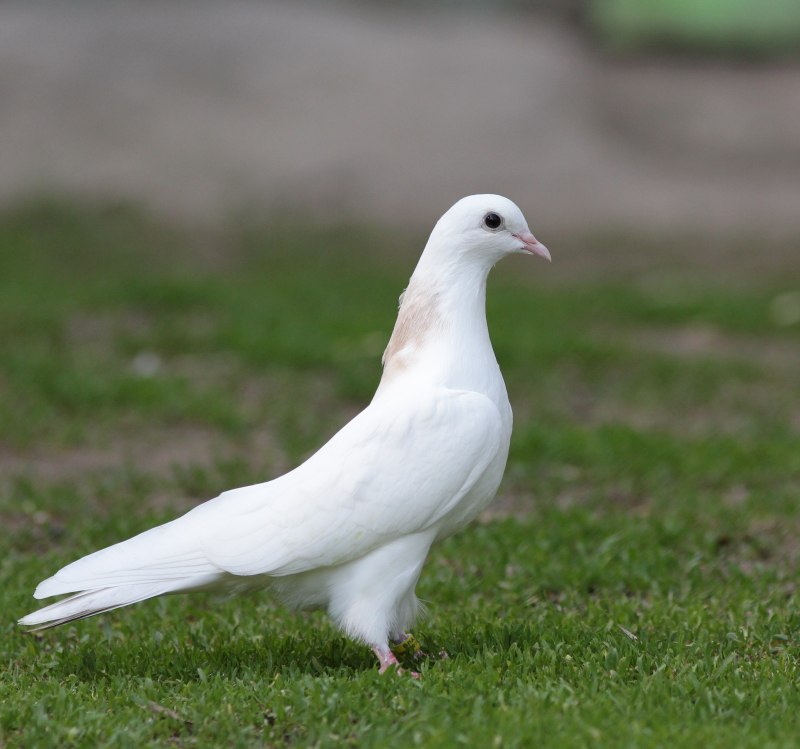 Бакинские бойные голуби (44 фото)