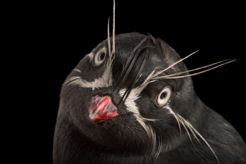 Rhinoceros Auklet Pets