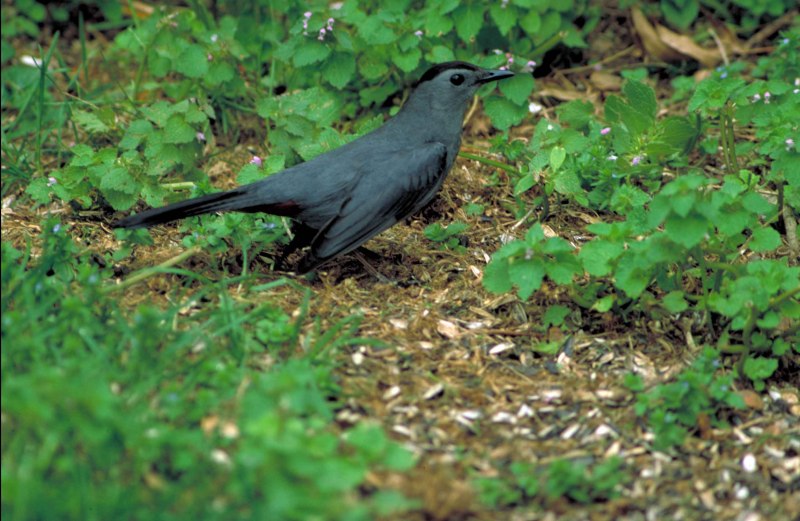 Catharus Minimus