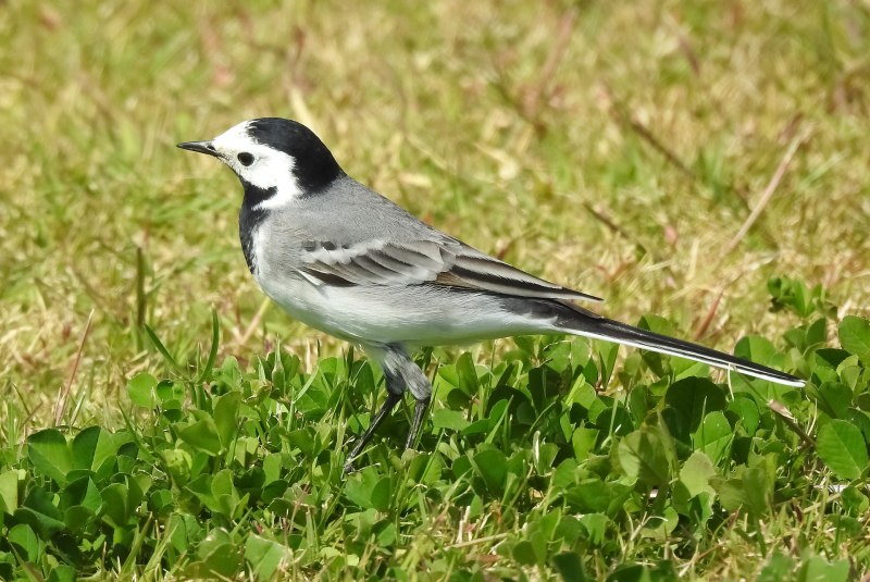 Motacilla Maderaspatensis