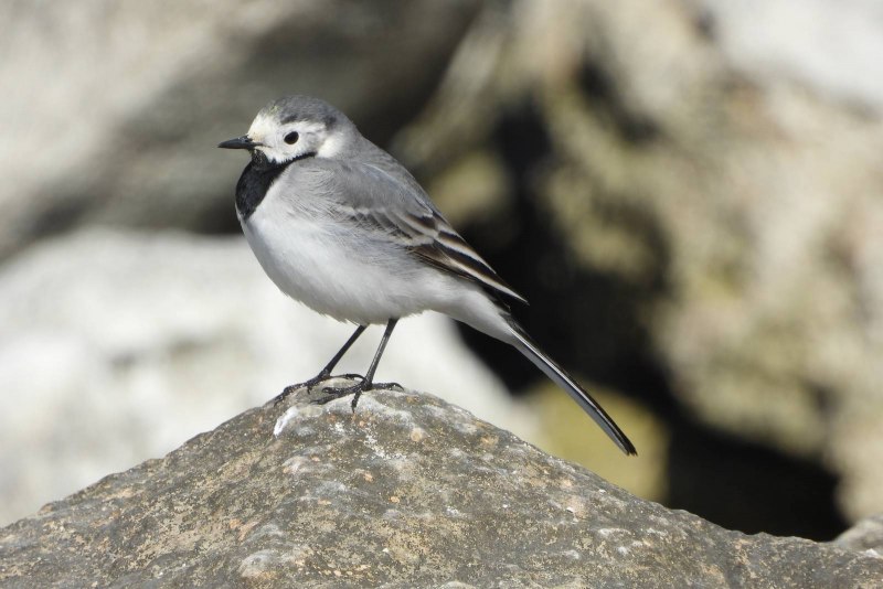 Белая трясогузка (Motacilla Alba)