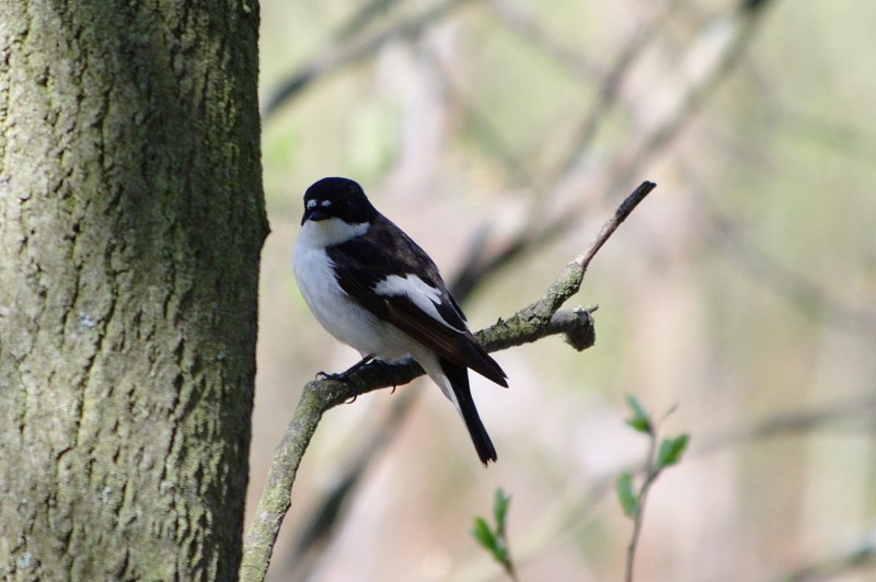 Grallina cyanoleuca