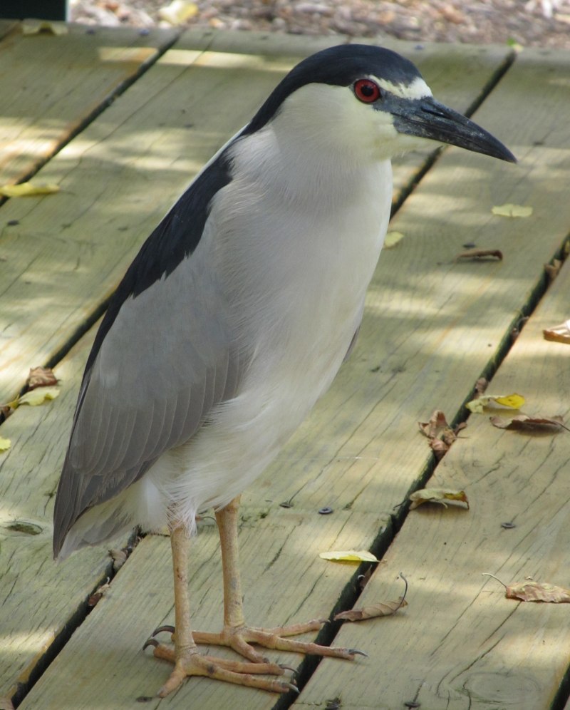 Turdus migratorius