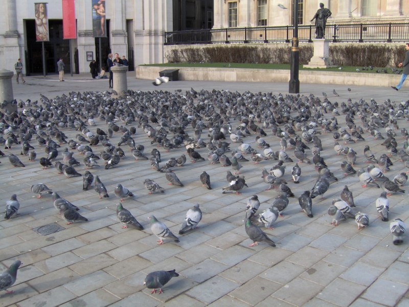 Trafalgar Square Pigeons