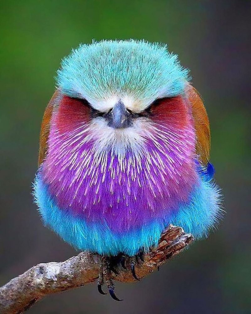 Сова Hibou