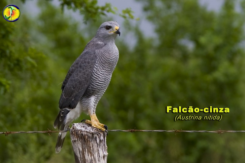 Accipiter nisus перепелятник
