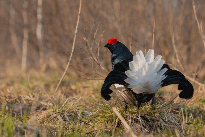 Глухарь (Tetrao urogallus)