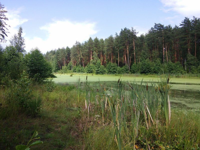 Краснохвостый Сарыч
