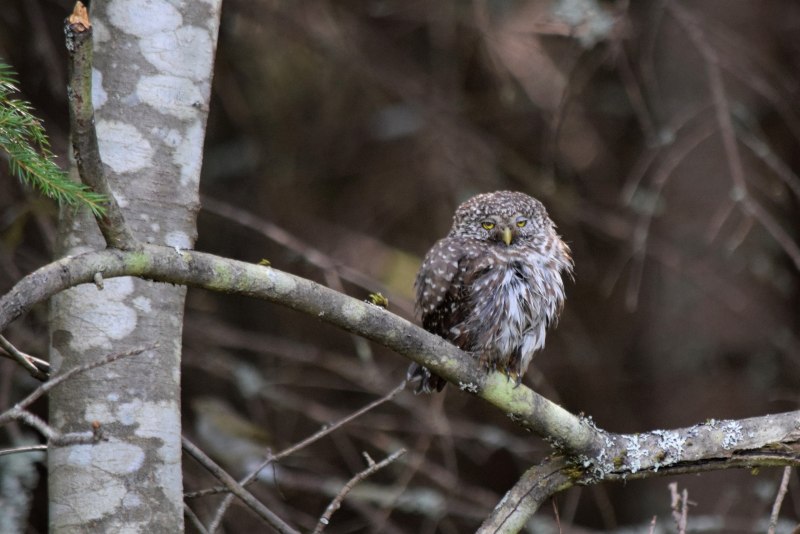 Glaucidium passerinum