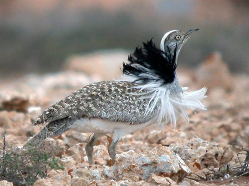Chlamydotis undulata