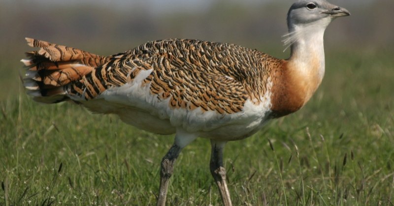 Chlamydotis undulata