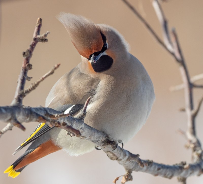 Bohemian Waxwing птица