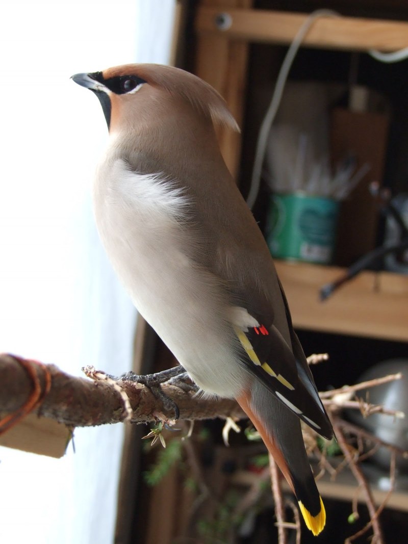 Свиристель обыкновенный (Bombycilla garrulus)