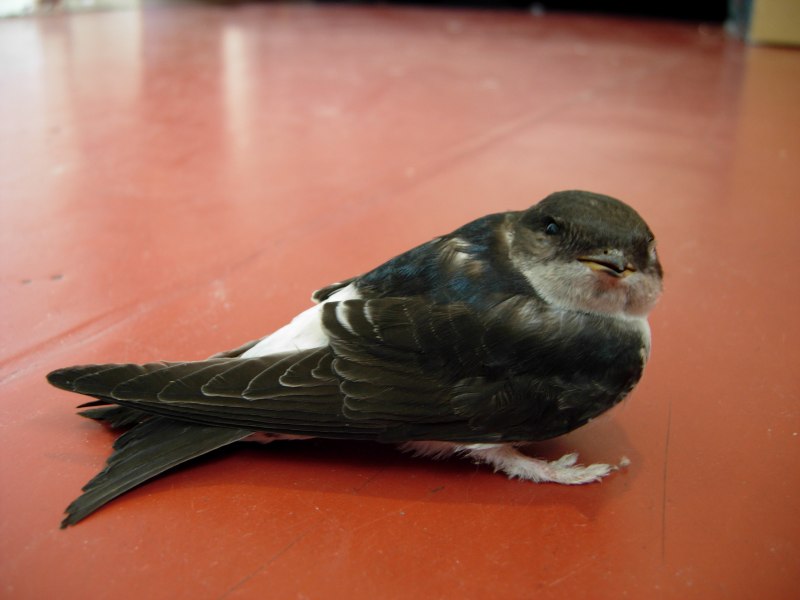 Деревенская Ласточка – Hirundo Rustica