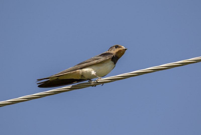 Деревенская Ласточка Hirundo Rustica на монетах