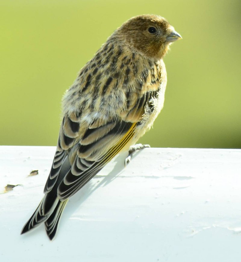 Красношапочный вьюрок (Serinus pusillus).