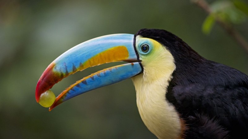 Ramphastos dicolorus