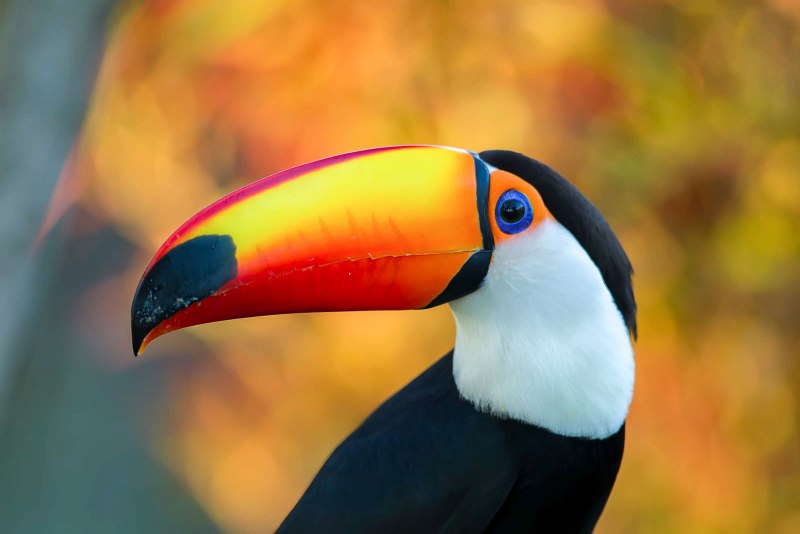 Ramphastos sulfuratus