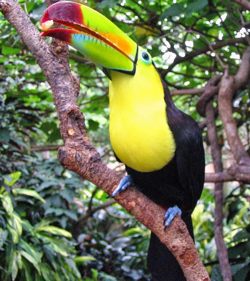 Ramphastos dicolorus