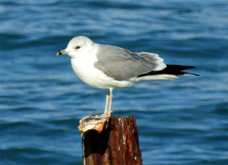 Larus canus