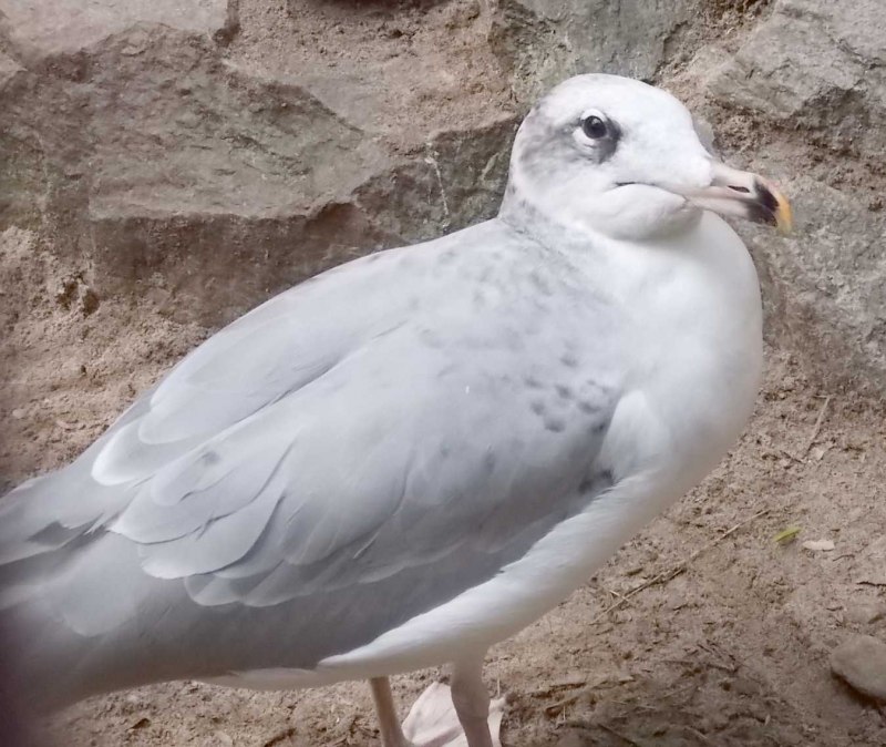 Сизая Чайка зимой