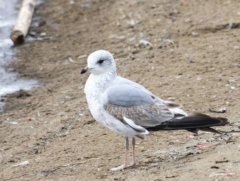 Сизая Чайка Larus canus Байкал