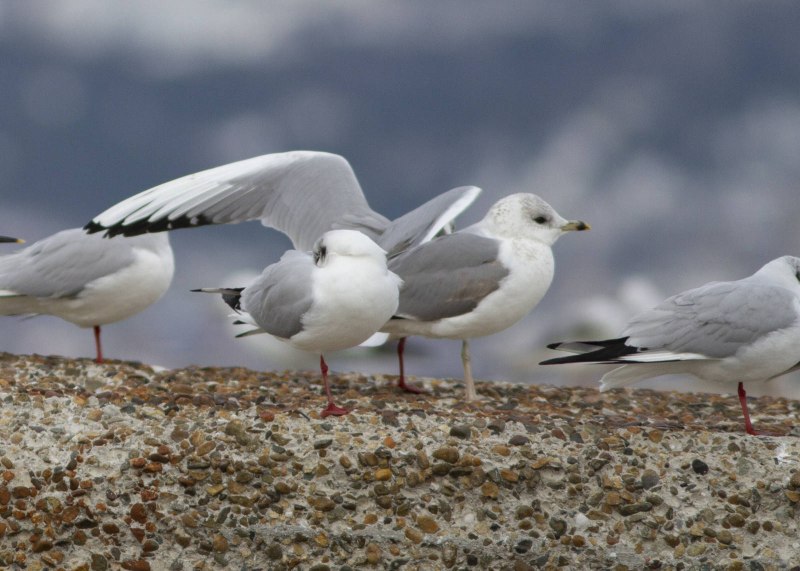 Сизая Чайка Larus canus Байкал