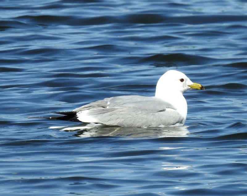 Сизая Чайка Larus canus Байкал