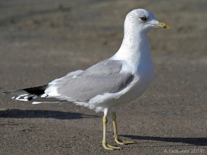 Молодая сизая Чайка Larus canus