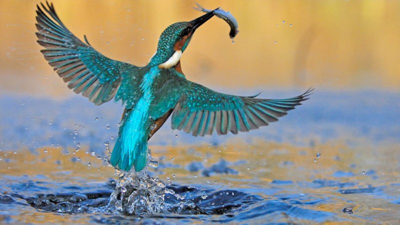 Птицы живущие возле воды