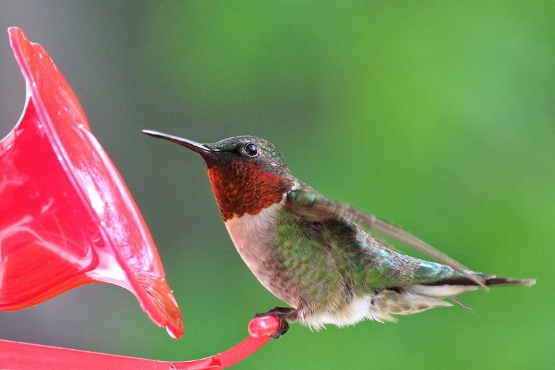 Колибри trochilidae